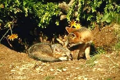 Rav0088-Gray Foxes-2 cubs in front of den.jpg