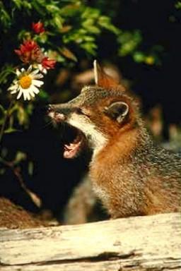Rav0089-Gray Fox-big yawning beside log.jpg