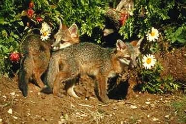 Rav0090-Gray Foxes-2 cubs in front of den.jpg
