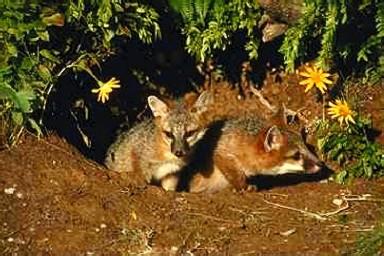 Rav0091-Gray Foxes-2 cubs out of den.jpg
