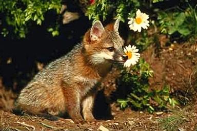 Rav0092-Gray Fox-cub in front of den.jpg