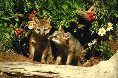 Rav0093-Gray Foxes-2 cubs in front of den.jpg