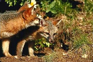 Rav0094-Gray Foxes-2 cubs playing-closeup.jpg