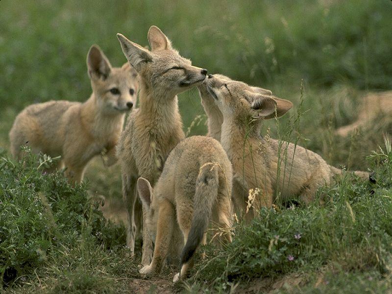 animal1-Swift Foxes-Happy Family.jpg