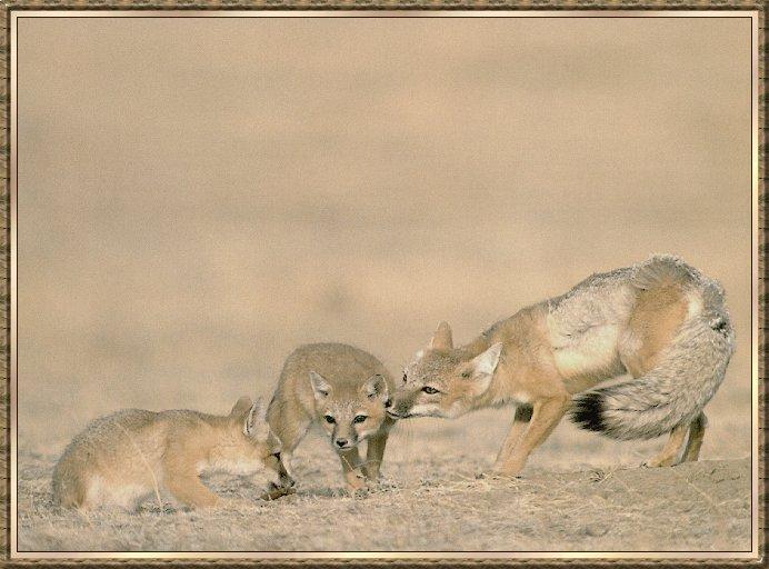 Fox bb006-Swift Fox-mom and 2 cubs.jpg