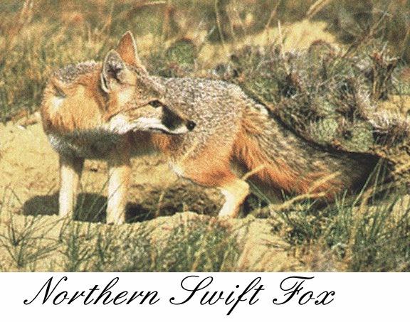 Northern Swift Fox 0.jpg