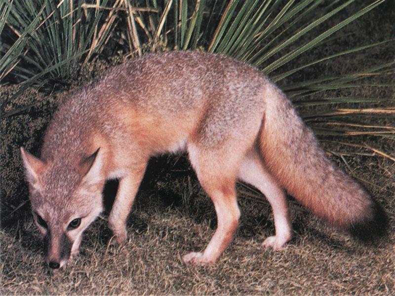 Swift Fox-Smells on grass.jpg