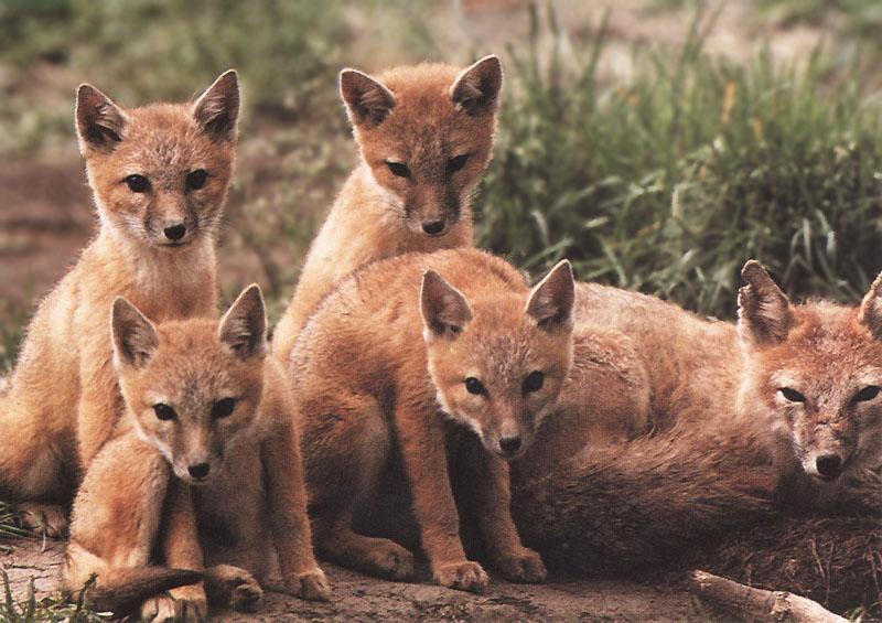Swift Foxes 110-Mom and 4 puppies.jpg