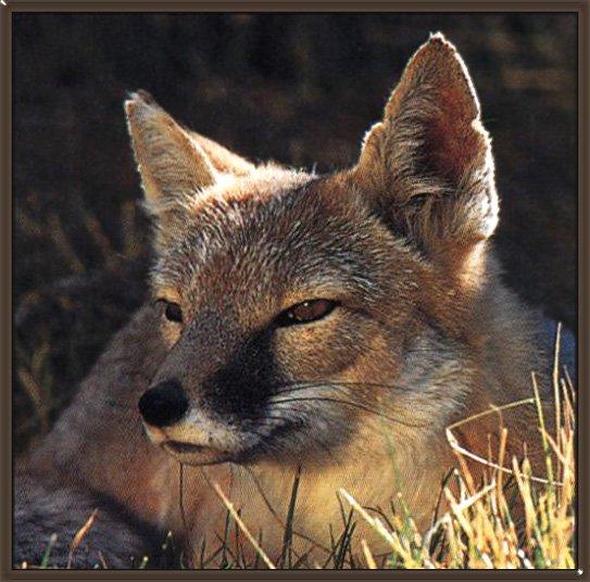 Swift Fox 01-Face Closeup.jpg