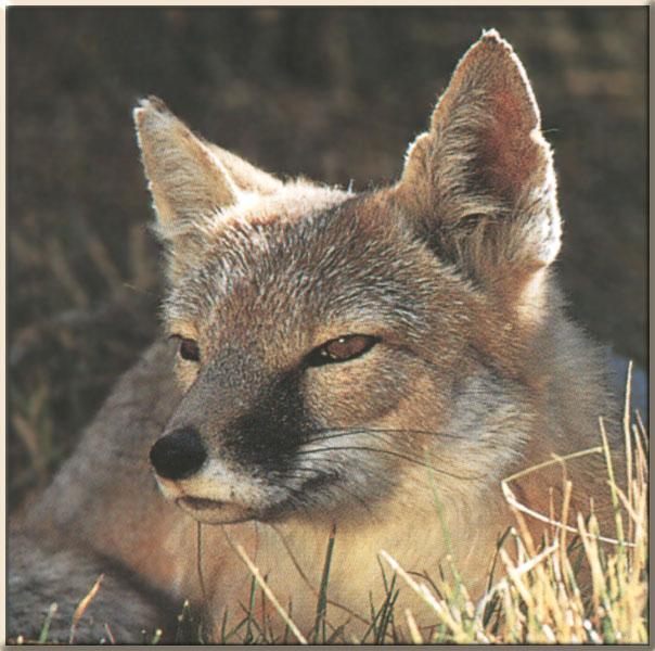 Swift Fox 11-Sitting on grass-Face Closeup.JPG