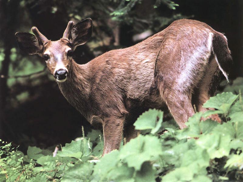 Columbian Black-tailed Deer 01-in forest.jpg