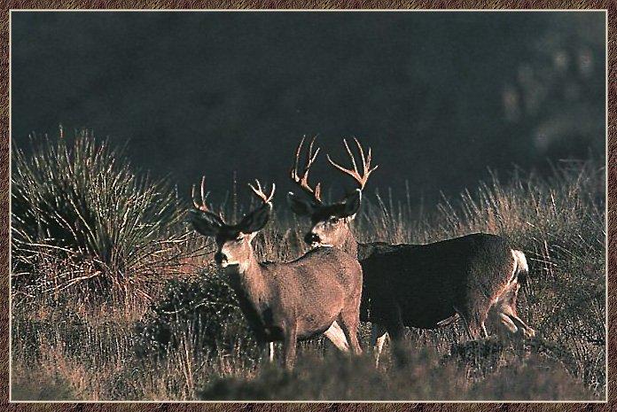 Mule Deer 14-pair walking in bush.jpg