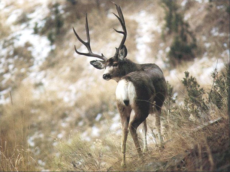 MuleDeer 01-Black-tailed Deer-looks back.jpg