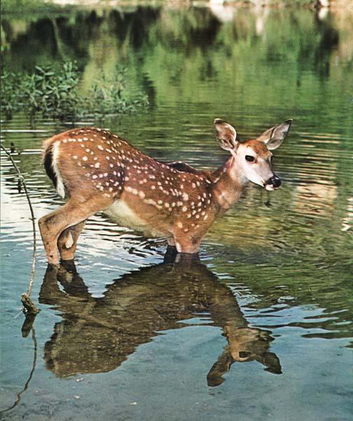 Mule Deer Fawn-In Water-Reflection.JPG