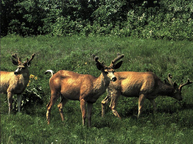 pronh-1-3 Mule Deer Bucks-foraging.jpg