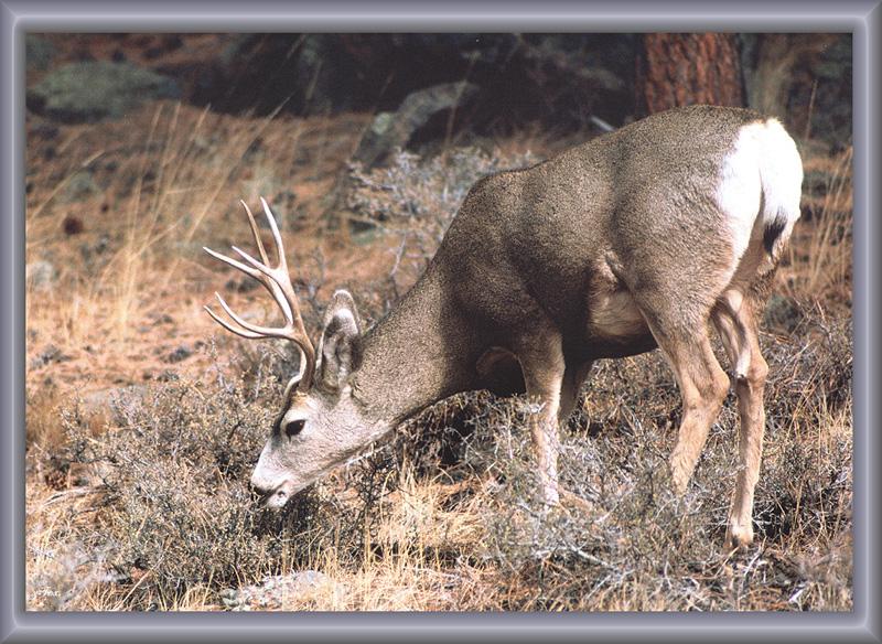 zfox wildlife 02 12 mule deer.jpg
