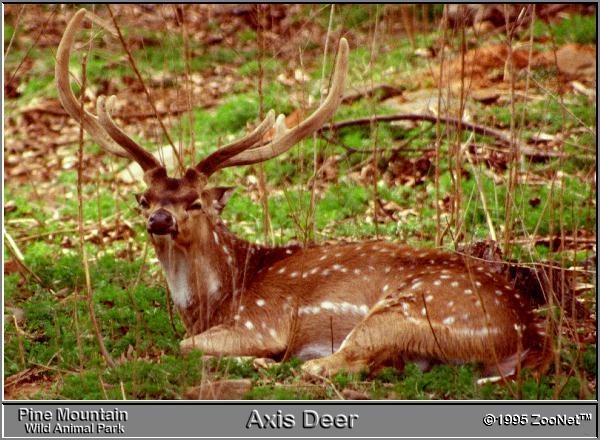 Axis Deer Pine Mountain WAP.jpg