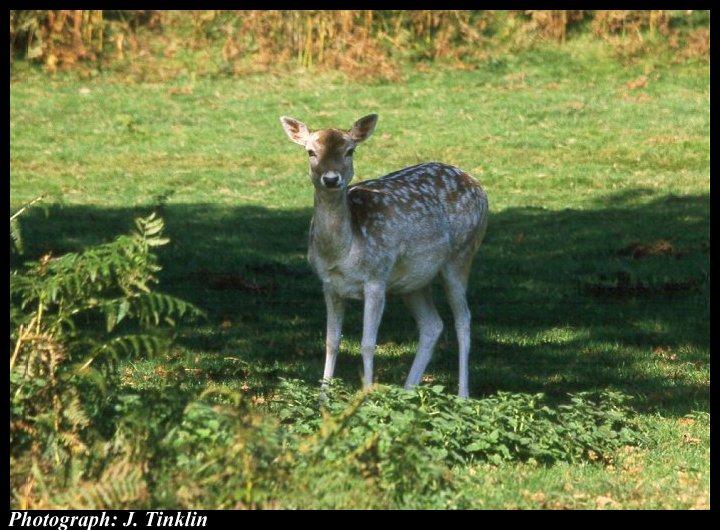 Fallow Deer-standing on grass under shadow.jpg