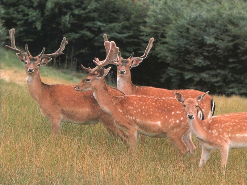 Fallow Deer 01-herd on tall grass.jpg
