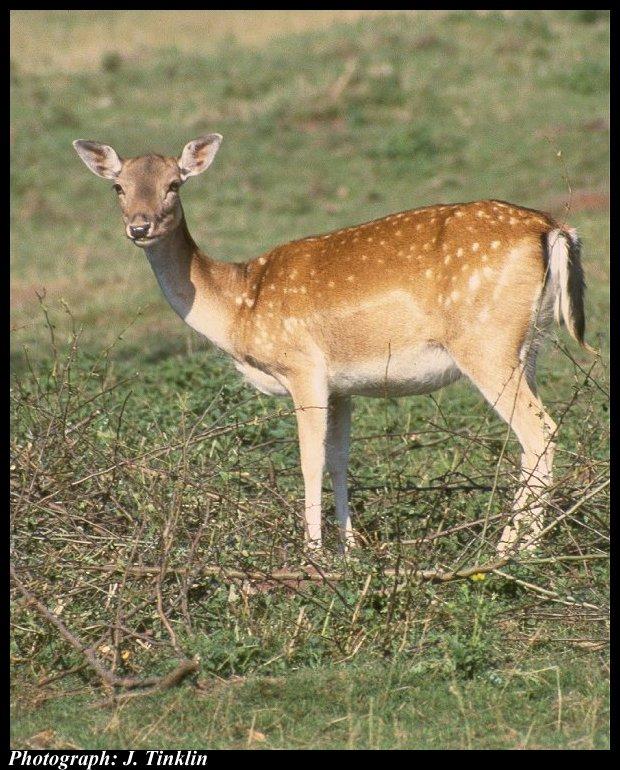 JT03310-Fallow Deer-female closeup.jpg