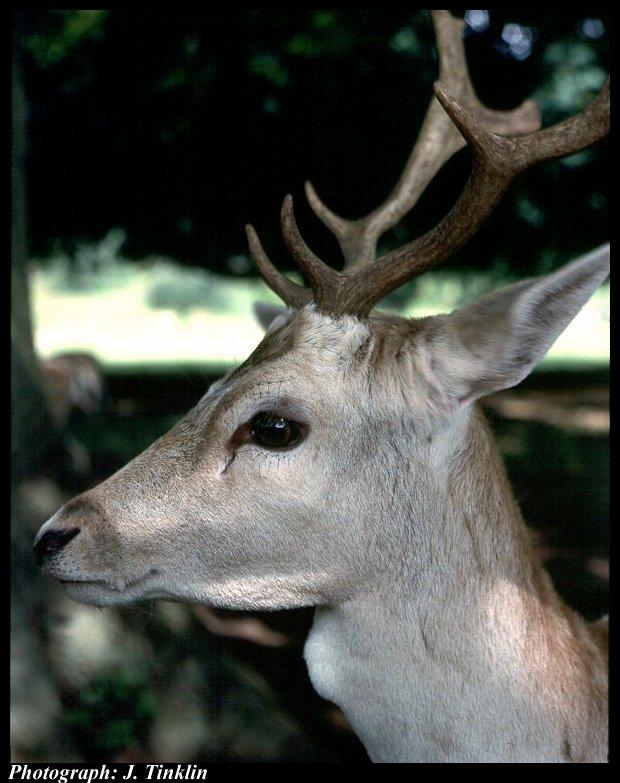 JT03333-Fallow Deer-face closeup.jpg