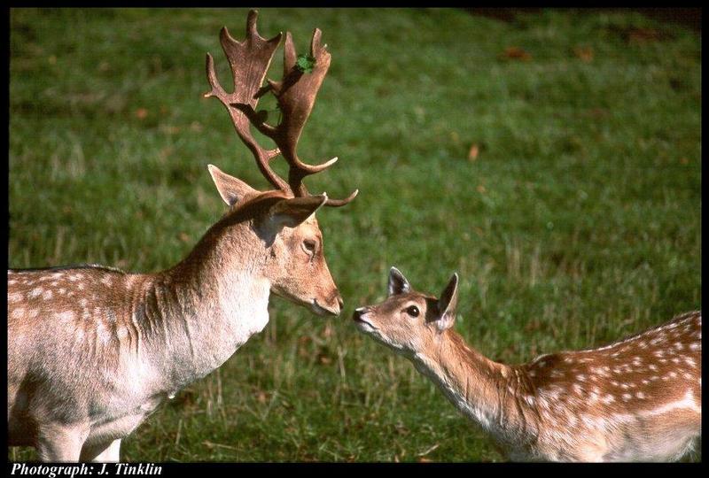 JT03370-Fallow Deer-pair meet.jpg