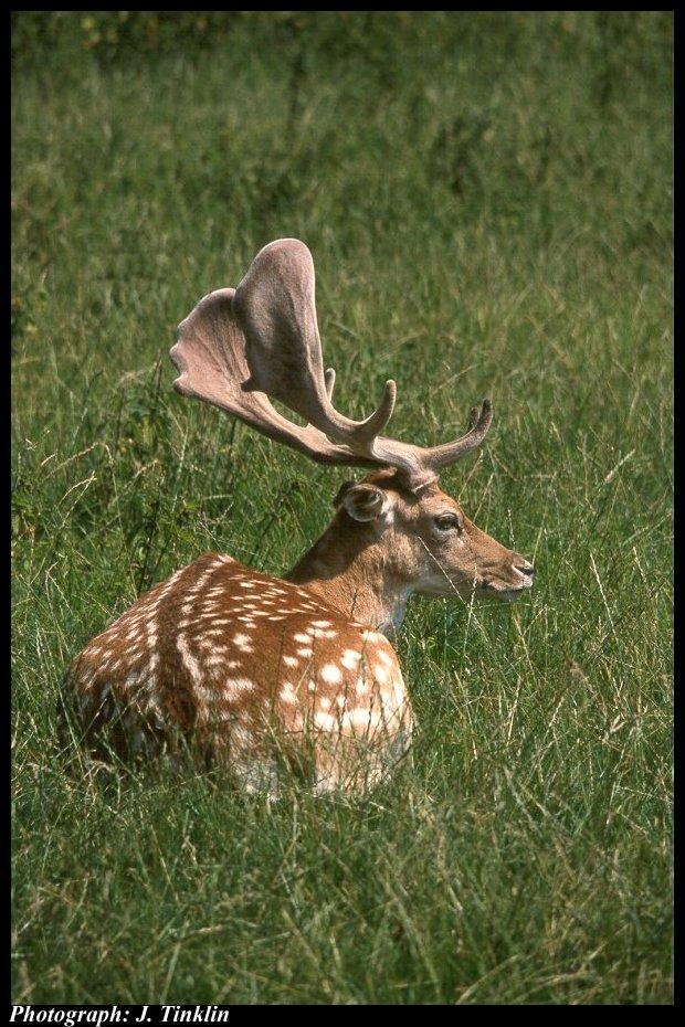 JT03382-Fallow Deer-sitting on grass.jpg
