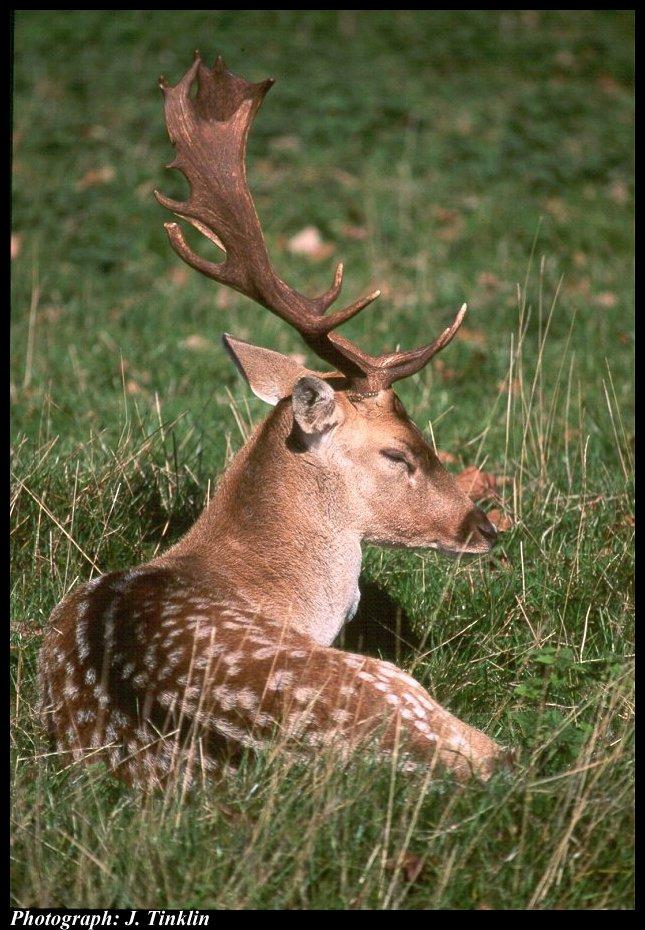 JT03399-Fallow Deer-sitting on grass.jpg