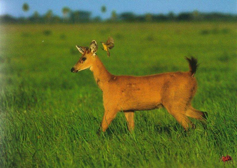 marsh deer (blastocerus dichotomus).jpg