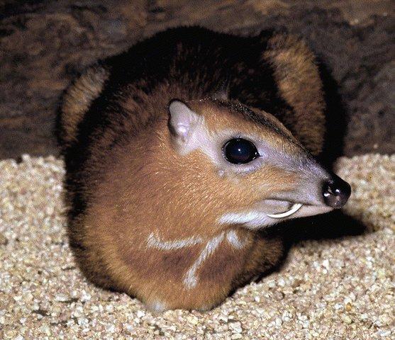 Chevrotain-Or-Greater Malay Mouse Deer.jpg