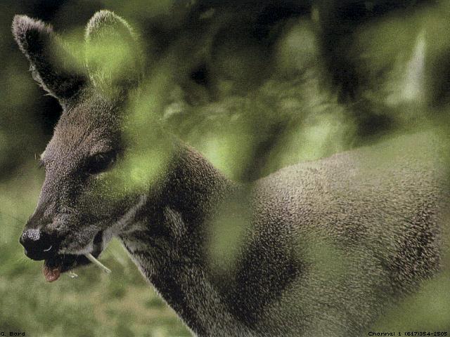 anim001-Musk Deer-face closeup.jpg