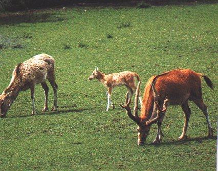 deer2-Pere David\'s Deer-foraging on grass.jpg