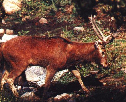 deer3-Pere David\'s Deer-walking-closeup.jpg