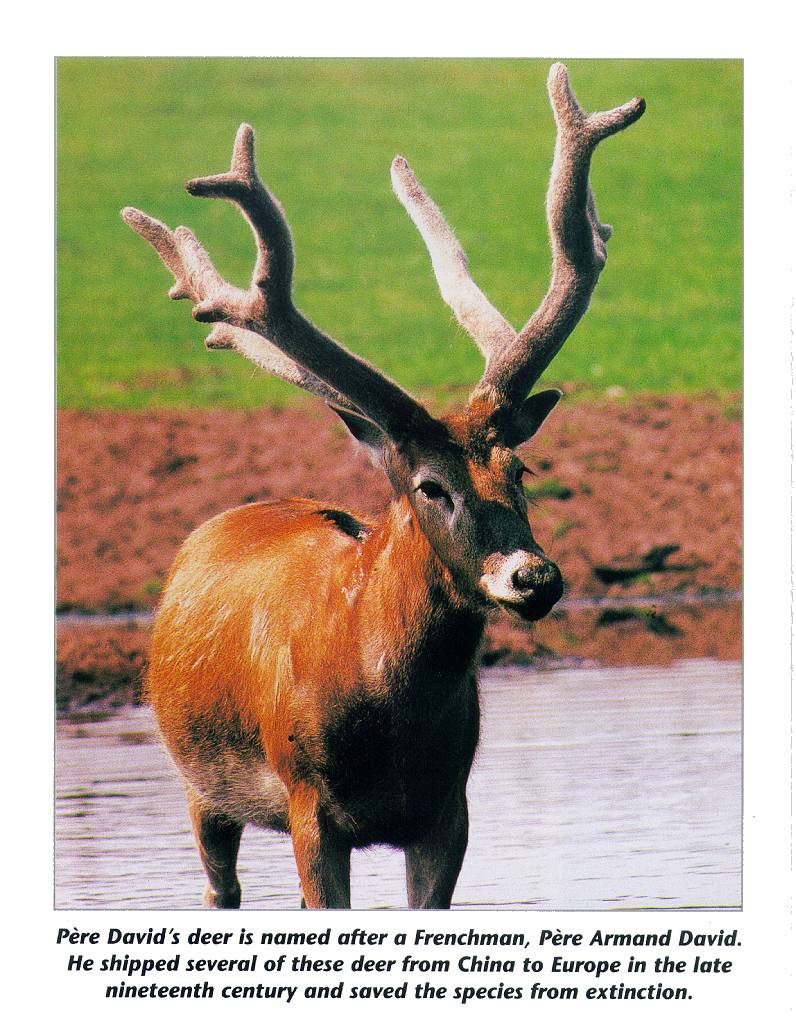 mammal20-Pere David\'s Deer-in water.jpg
