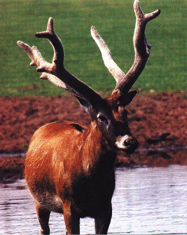 Pere David\'s Deer-Great Horn.jpg