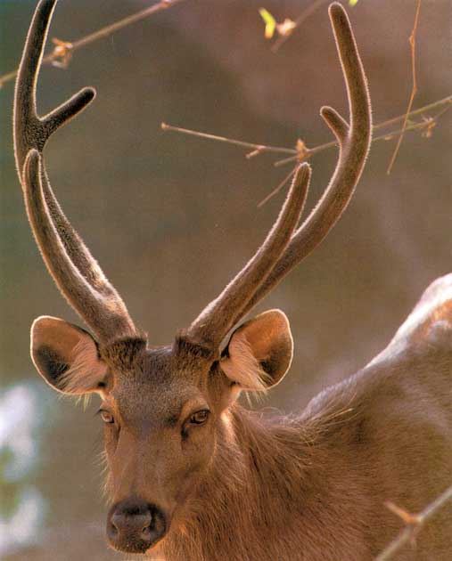 Awhat30-Sambar Deer-Face Closeup.jpg