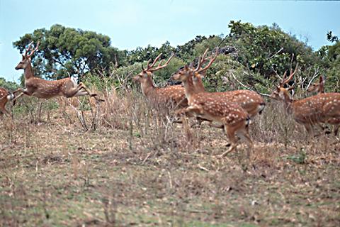 Formosan Sika Deer-Scan7.jpg
