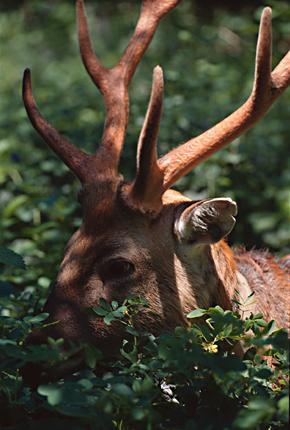 Formosan Sika Deer-Scan8.jpg