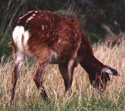 Sika Deer-3.jpg