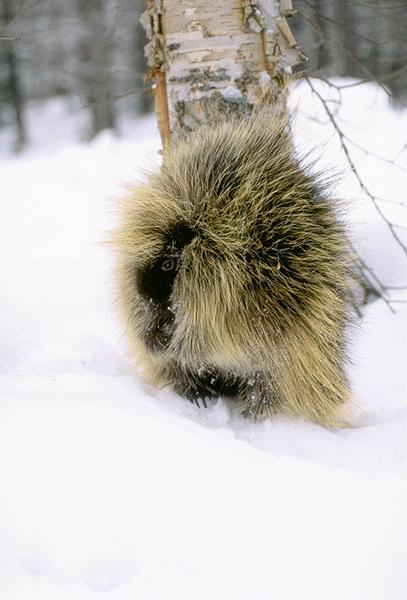 15700010-North American Porcupine.jpg