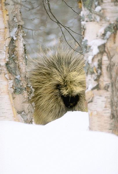 15700030-North American Porcupine.jpg