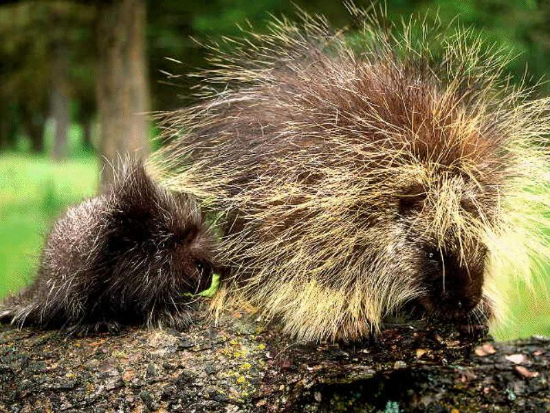 BABY15-North American Porcupines-mom and young.jpg