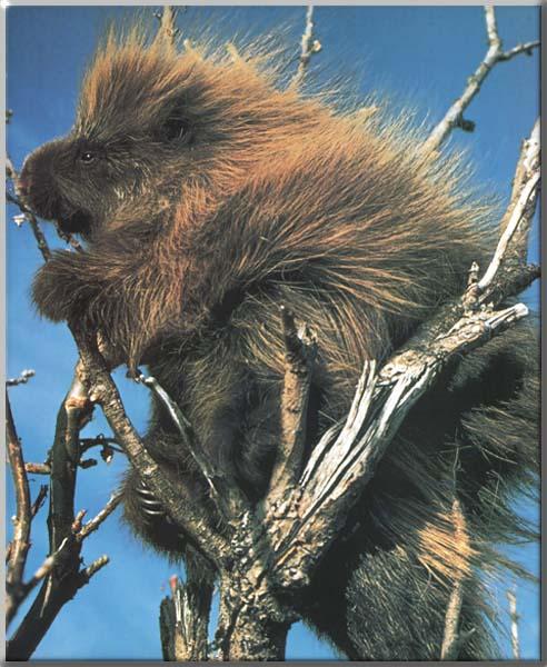 North American Porcupine 20-On tree.jpg