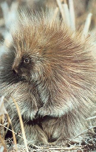 North American porcupine1-standing pose closeup.jpg