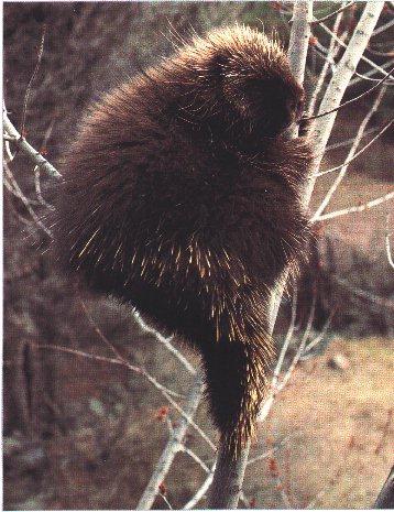 North American Porcupine-Climbing Tree.jpg