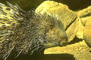 SDZ 0270-African Porcupine-Head-Closeup.jpg