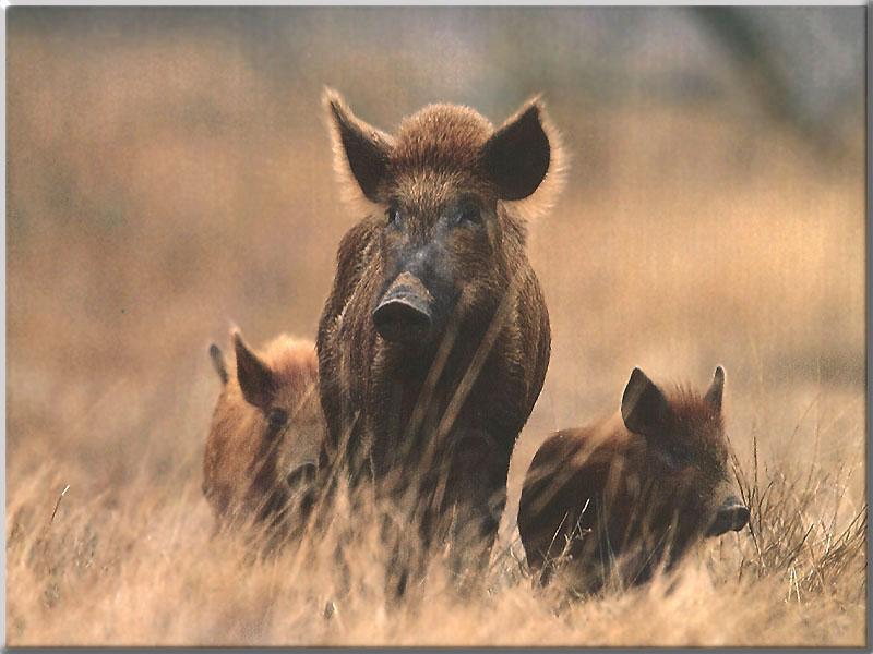 WildHog 01-Mom n 2babies-On grassland.JPG