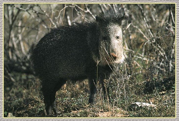 WildHog 02-Pig-In Bush.jpg