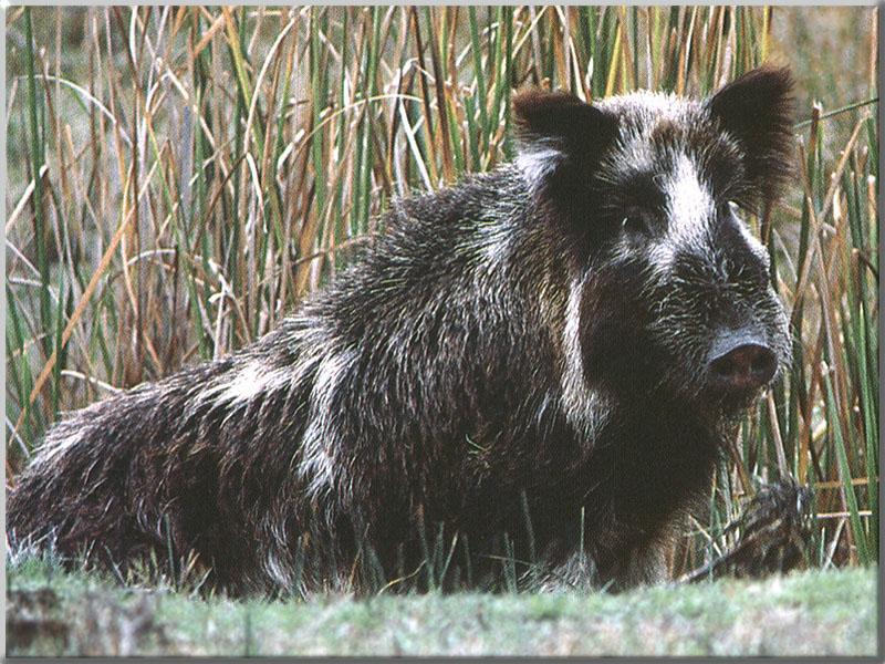 WildHog 02-sitting at weed edge.JPG