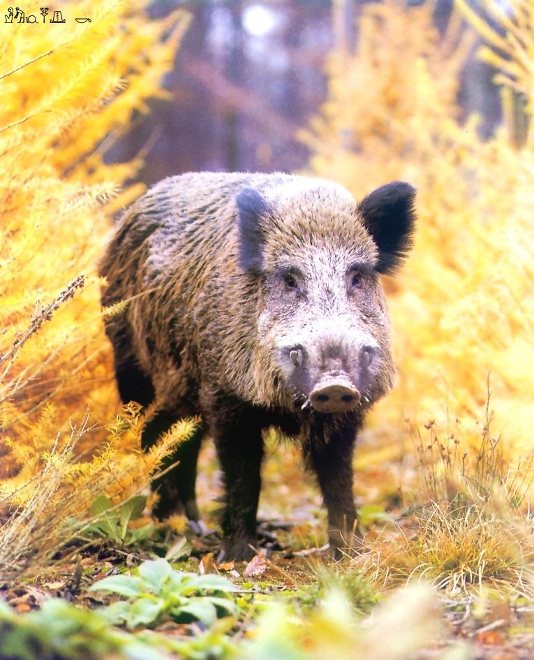 CQ - European Wild Pig.jpg